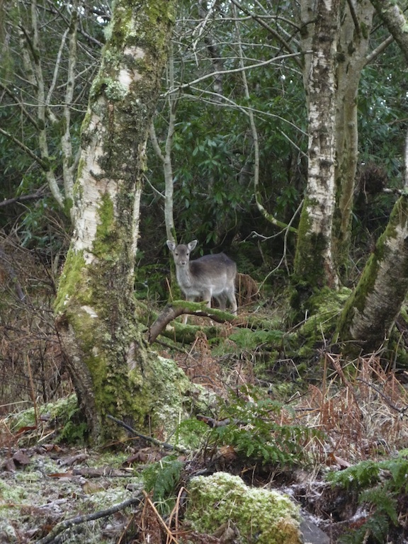 Roe deer, Kildalton