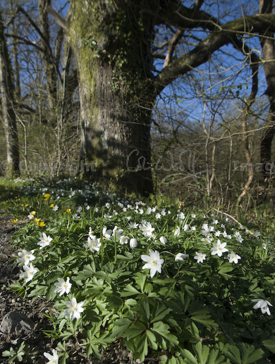 Windflowers – tears of Aphrodite – The Hazel Tree