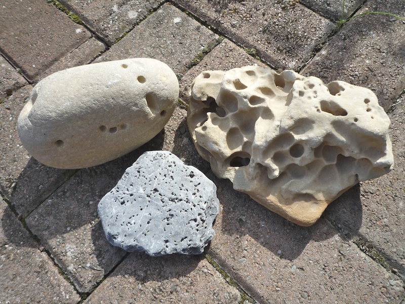 The Living Drill Bits That Grind Holes in Beach Rocks - Bay Nature