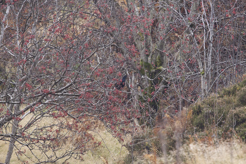 Mountain ash with black grouse