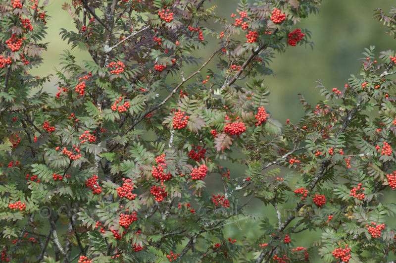Mountain ash berries (1)