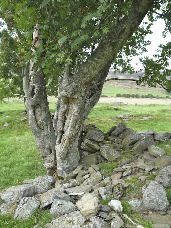 The enchantment of the rowan – The Hazel Tree
