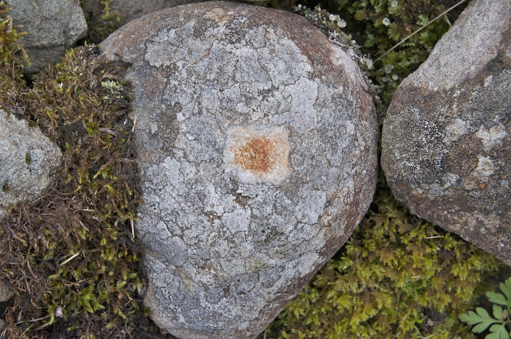 Interesting lichen