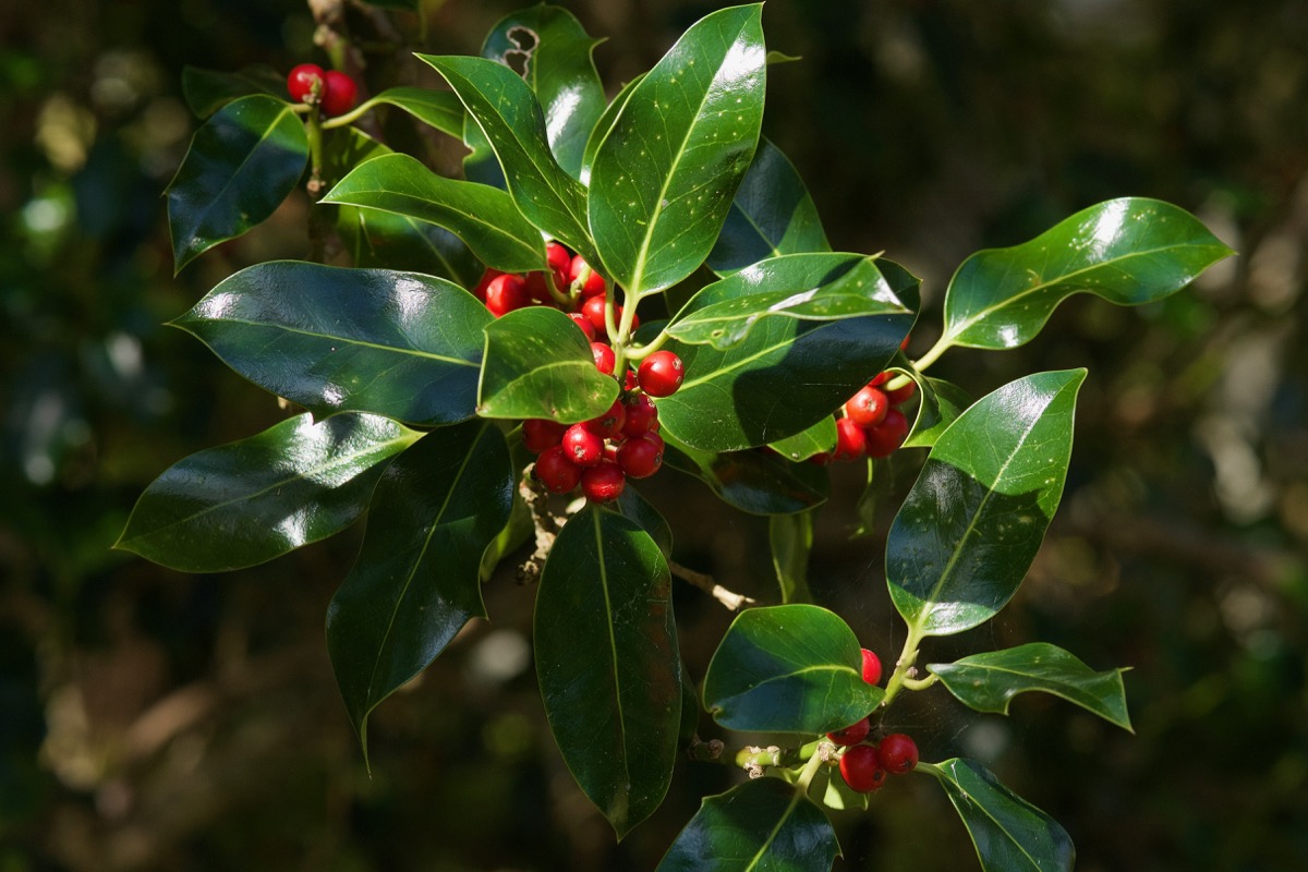 The Folklore of Christmas Holly - The Flower Writer