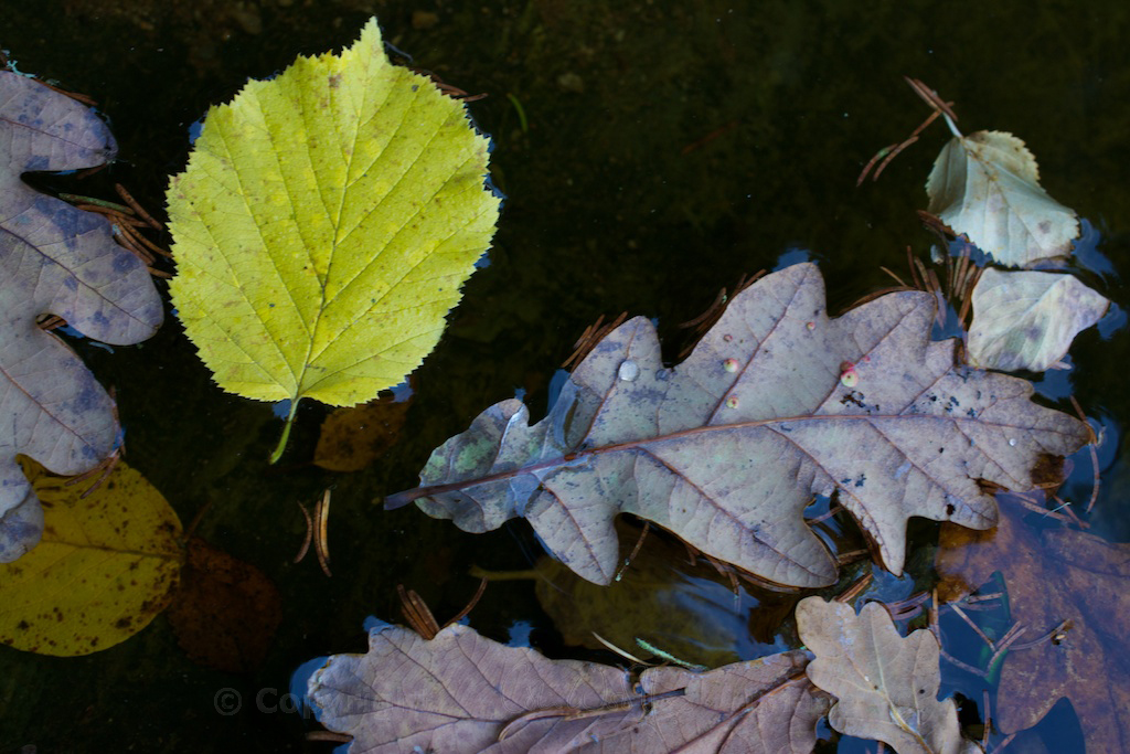 Galls on oak leaf