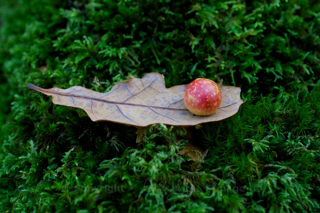 Oak apple gall