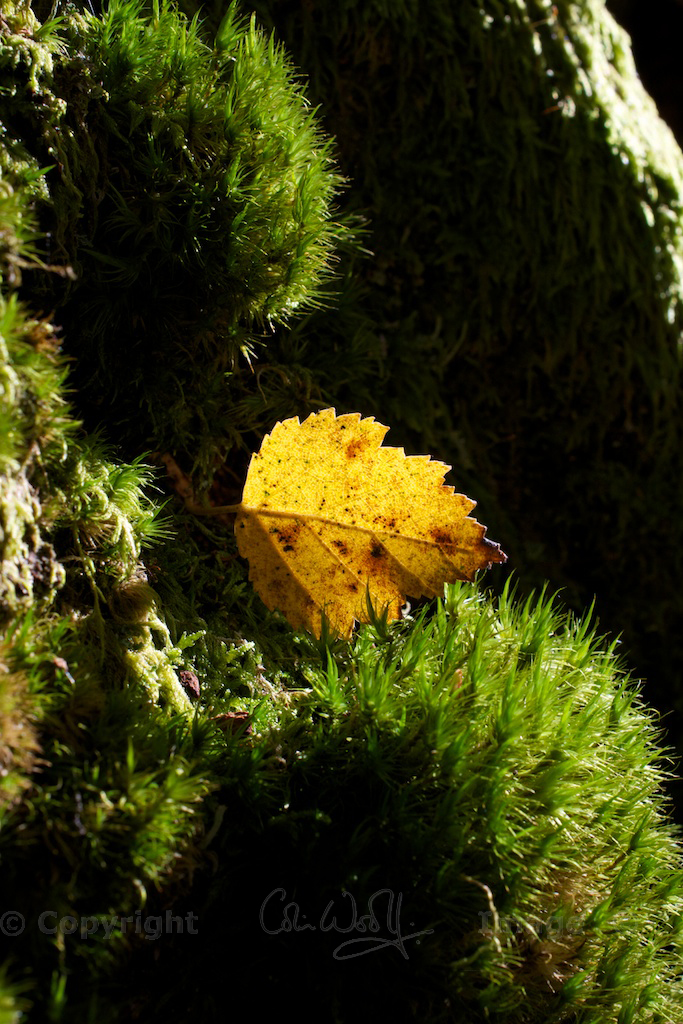 Sunlit birch leaf