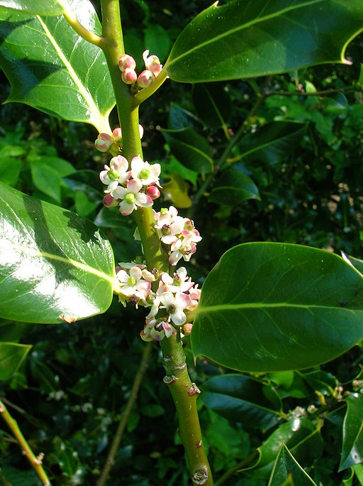 Holly flowers (Wikimedia)