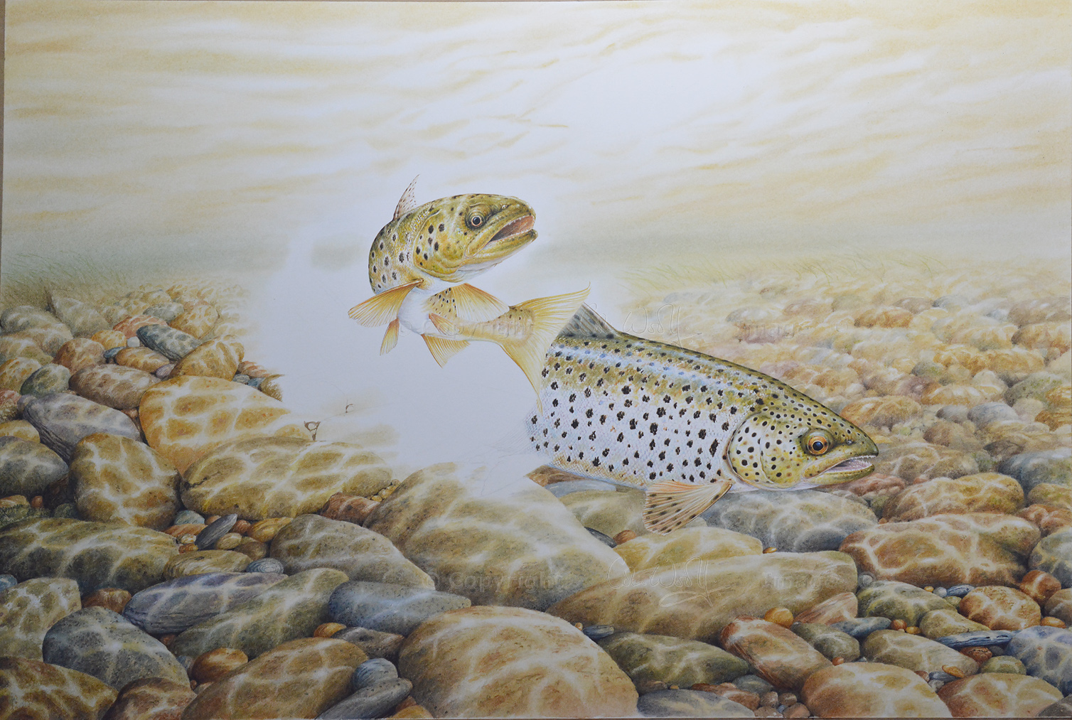 Brown Trout underwater, painting by Colin Woolf – The Hazel Tree