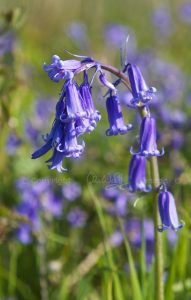 Bluebells (3)