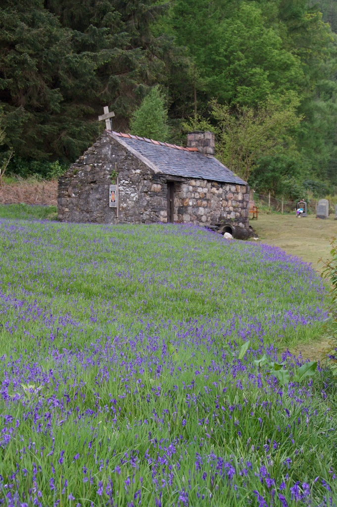 Bluebells in front of an old chapel at Ballachulish