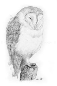 Barn Owl pencil drawing by Colin Woolf