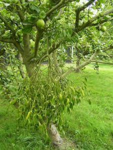 Mistletoe in an apple tree, Essex (pic by Chilepine via Wikimedia)