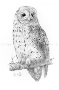 Tawny Owl pencil drawing by Colin Woolf