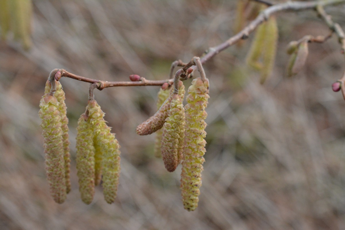 A Wand Of Hazel The Hazel Tree