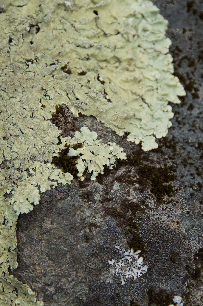 Dunadd - lichen