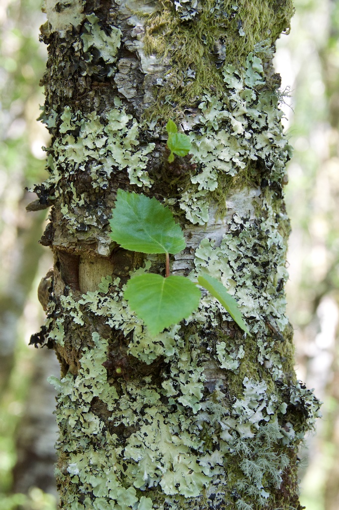 Birch bark with lichen