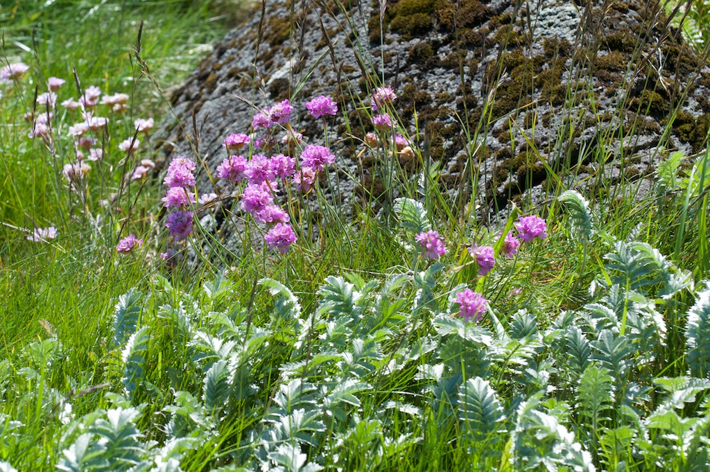 Thrift and silverweed