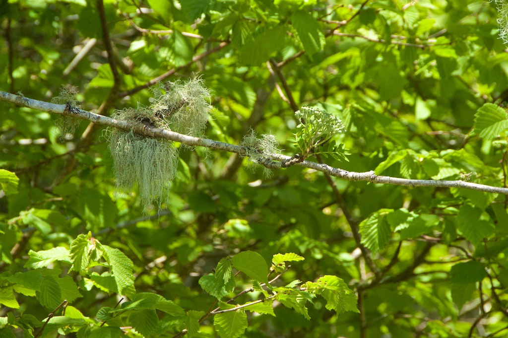 Lichen on rowan branch, with hazel in background