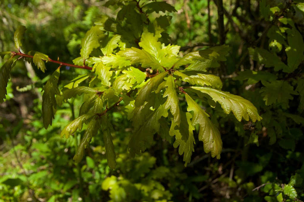Oak leaves, Taynish 2