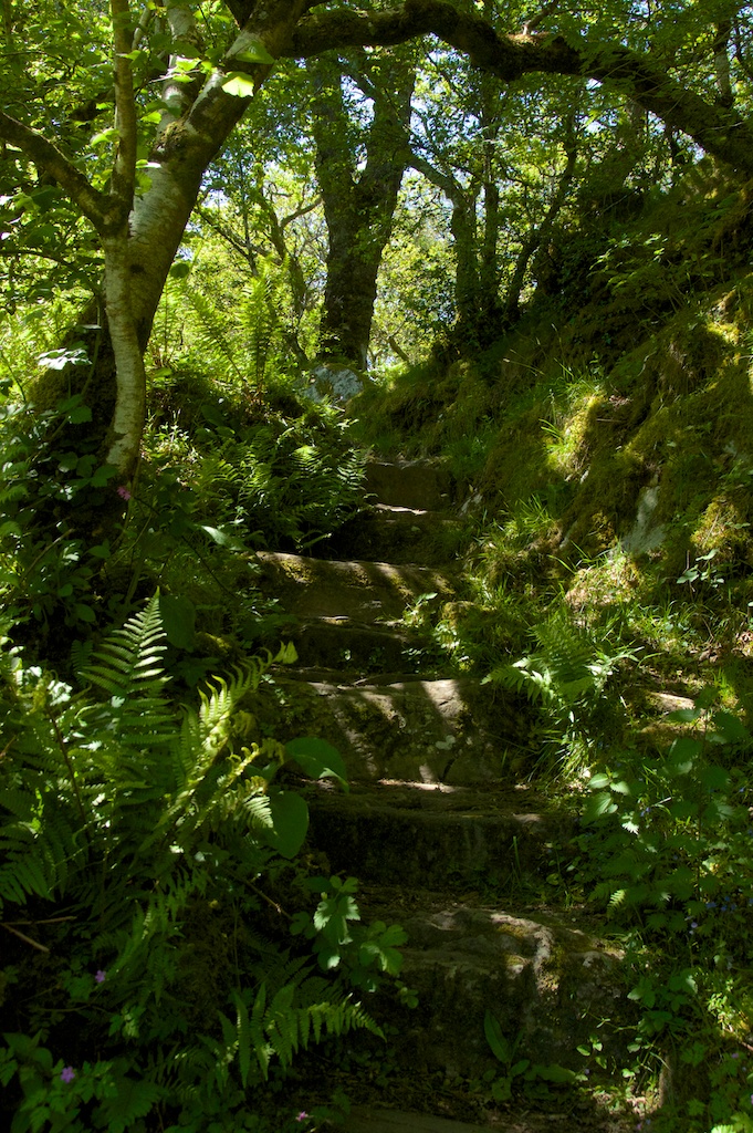 Steps in Taynish woods