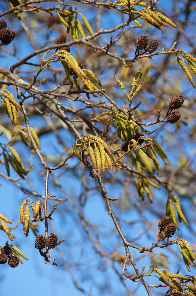 Old female cones (brown); younger female cones (upright, greenish) and male catkins (greenish yellow)