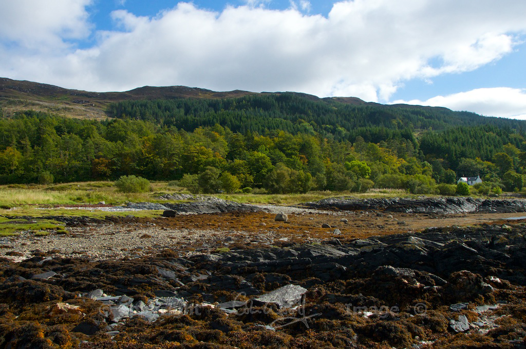 Woods and shoreline south of Ballachulish
