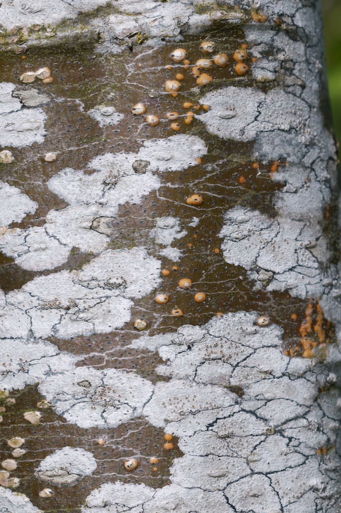 Lichen on alder trunk