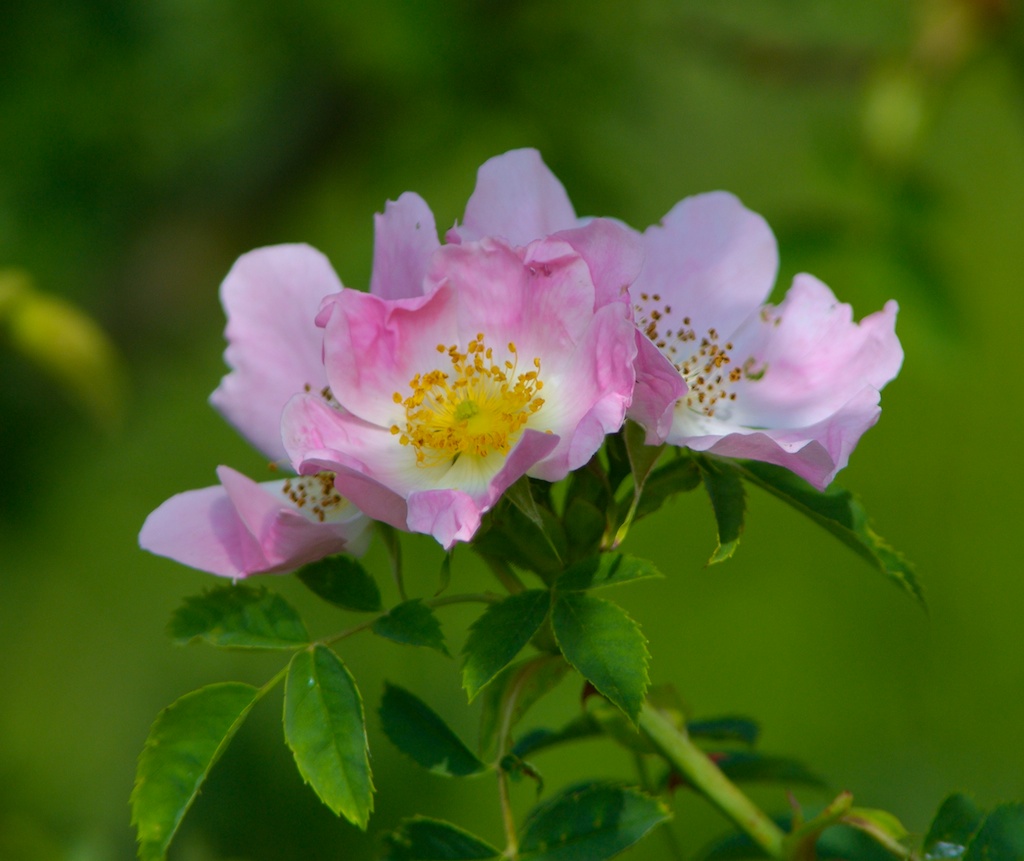 wild rose flower meaning