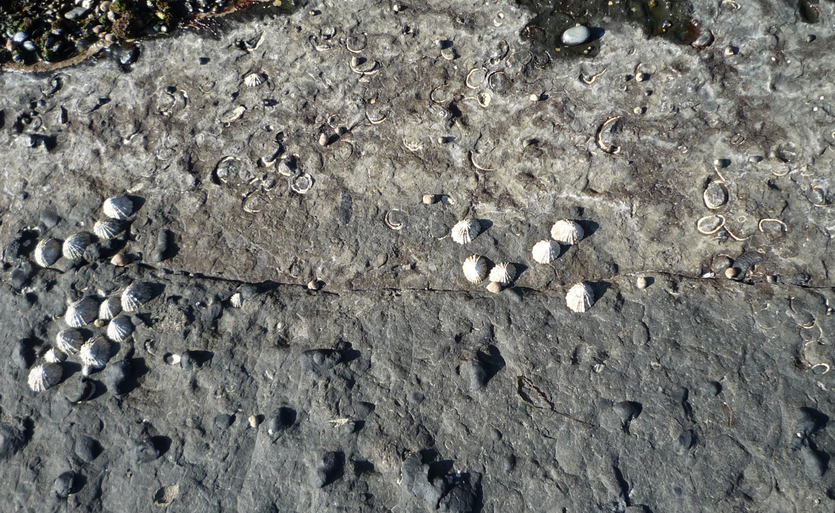 Bed of Gryphaea, colonised by limpets