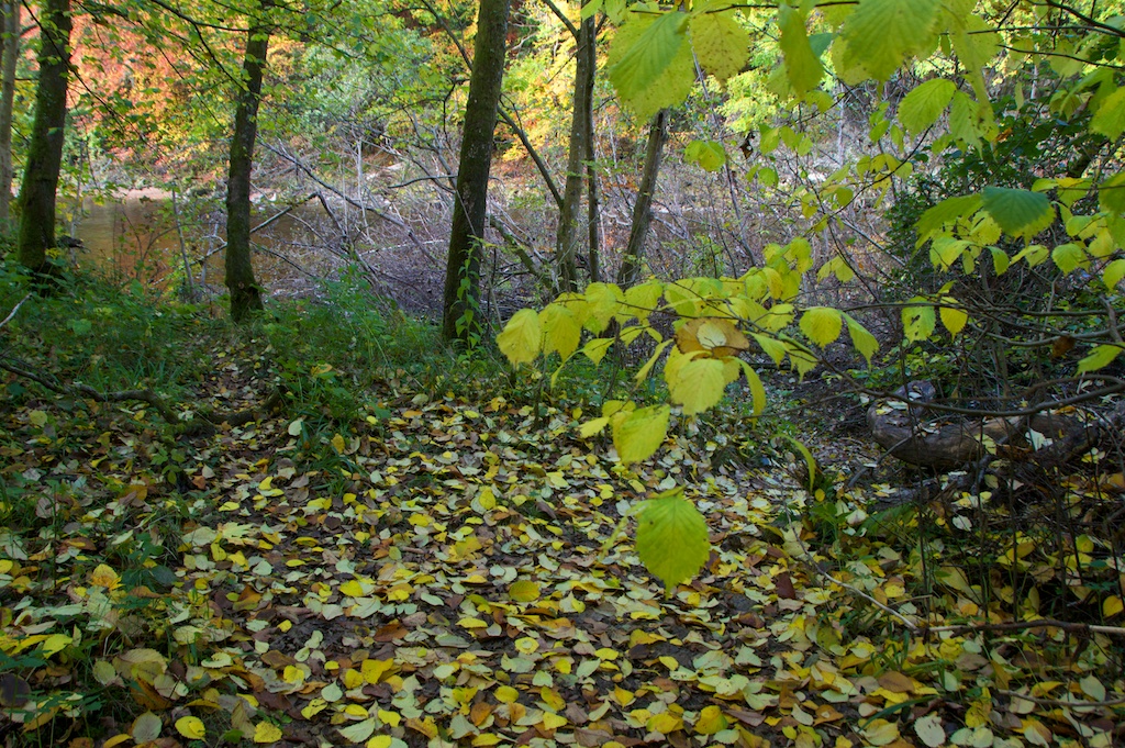 Killiecrankie autumn (7)