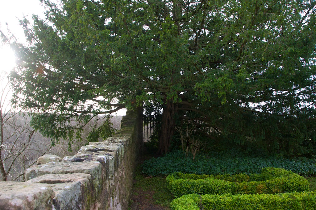 Yew tree, Rosslyn Chapel (3)