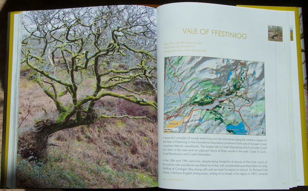 Book review ‘The Rainforests of Britain and Ireland’ by Clifton Bain The Hazel Tree