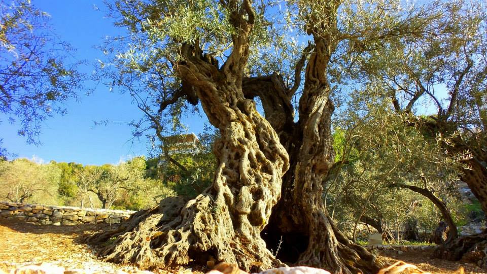 Olive trees, Lebanon (2)
