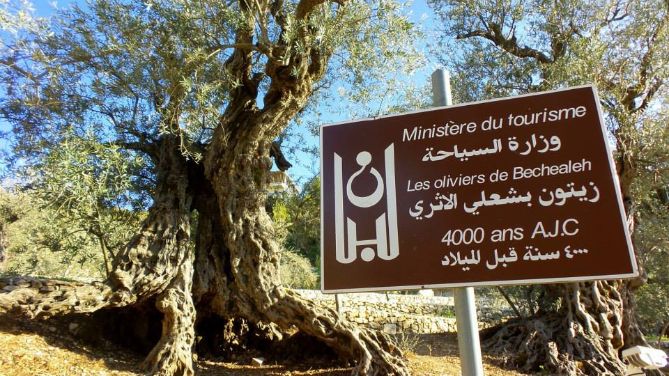 Olive trees, Lebanon (3)