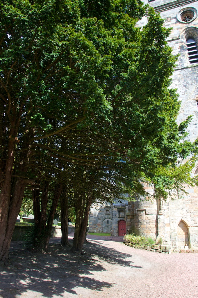 Yew trees, Culross Abbey church