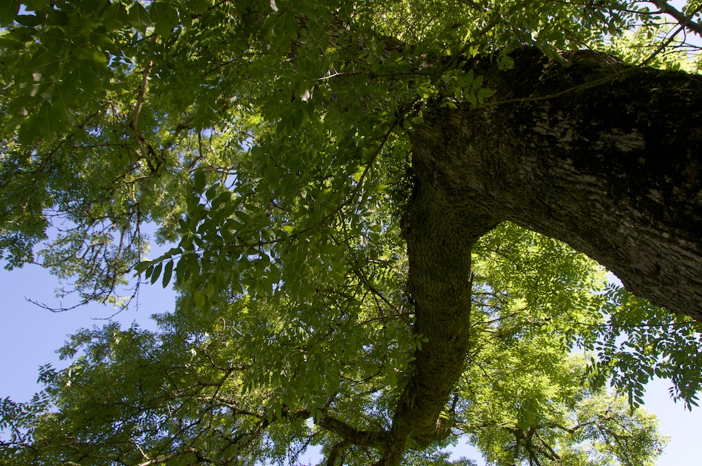 Ash tree, Castle Lachlan JW 47