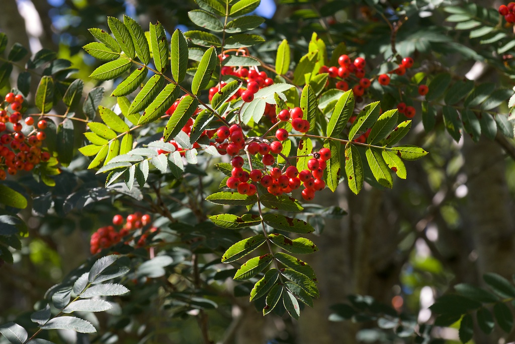 The enchantment of the rowan The Hazel Tree