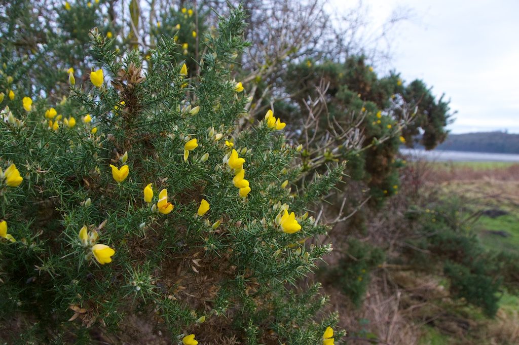 Blackness Castle – The Hazel Tree