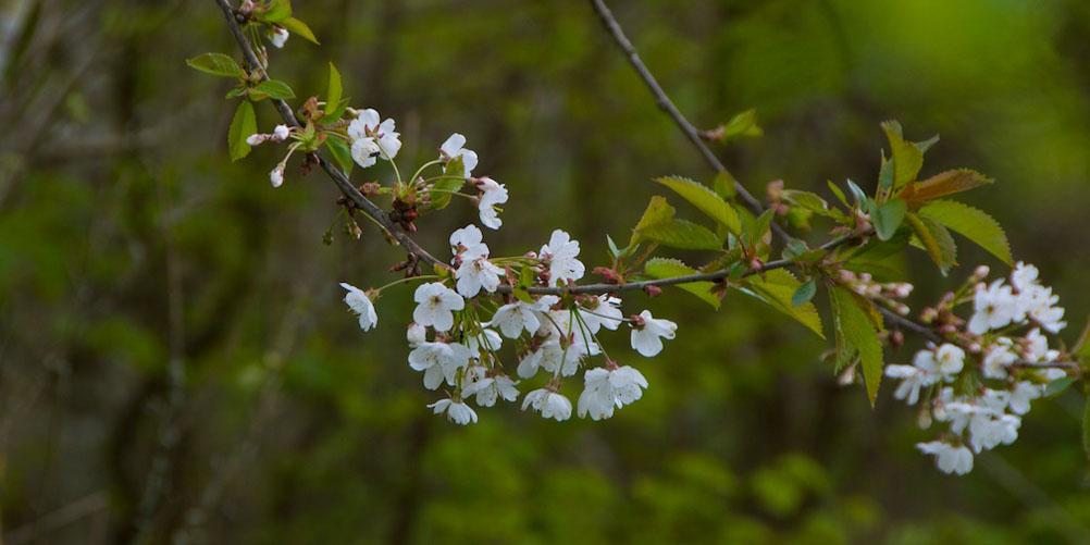 Wild cherry: the last snow of spring – The Hazel Tree