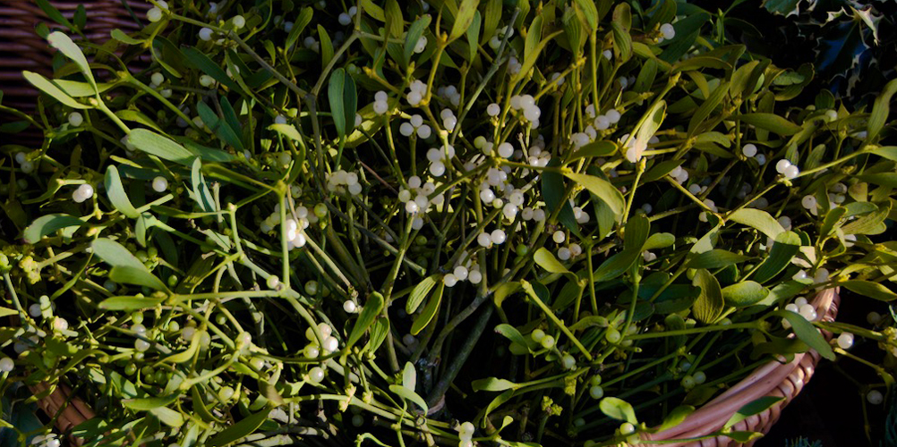 Remembering the magic of mistletoe – The Hazel Tree