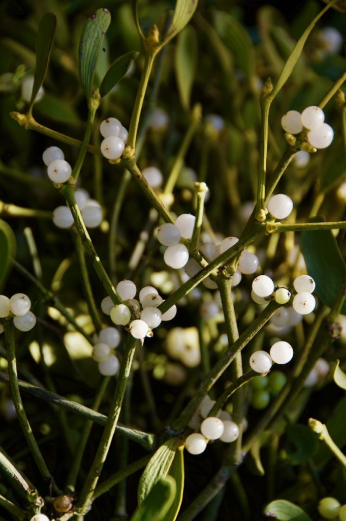 The Magic of Mistletoe