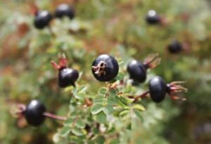 Burnet / Scotch Rose Seed - Forestart