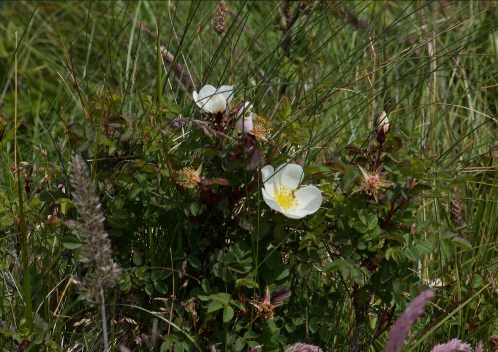 White Rose of Scotland (Scots Rose, Burnet Rose)