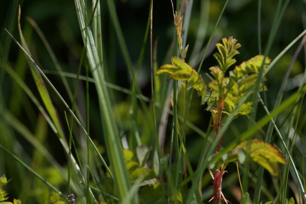 Peter D. A. Boyd's article on 'Scots Roses, Scotch Roses, Burnet