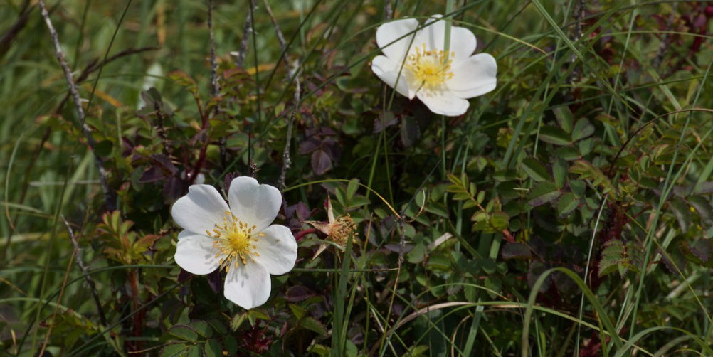 Rosa pimpinellifolia, the burnet rose (also known as Scotch Rose