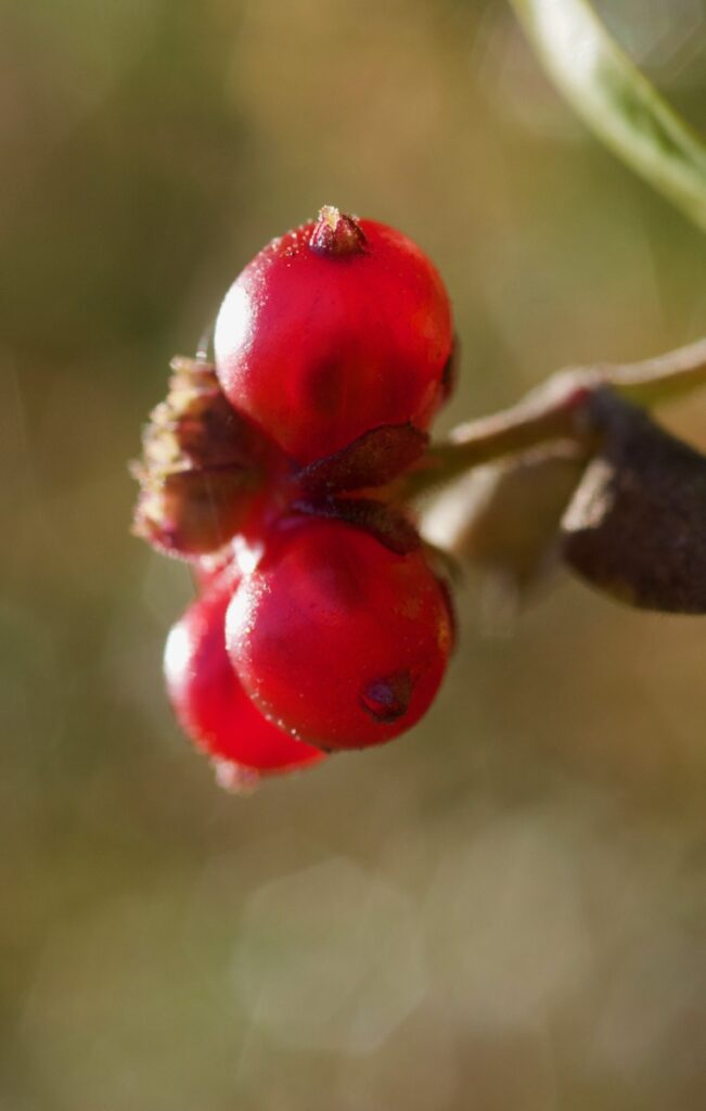 honeysuckle tree berries