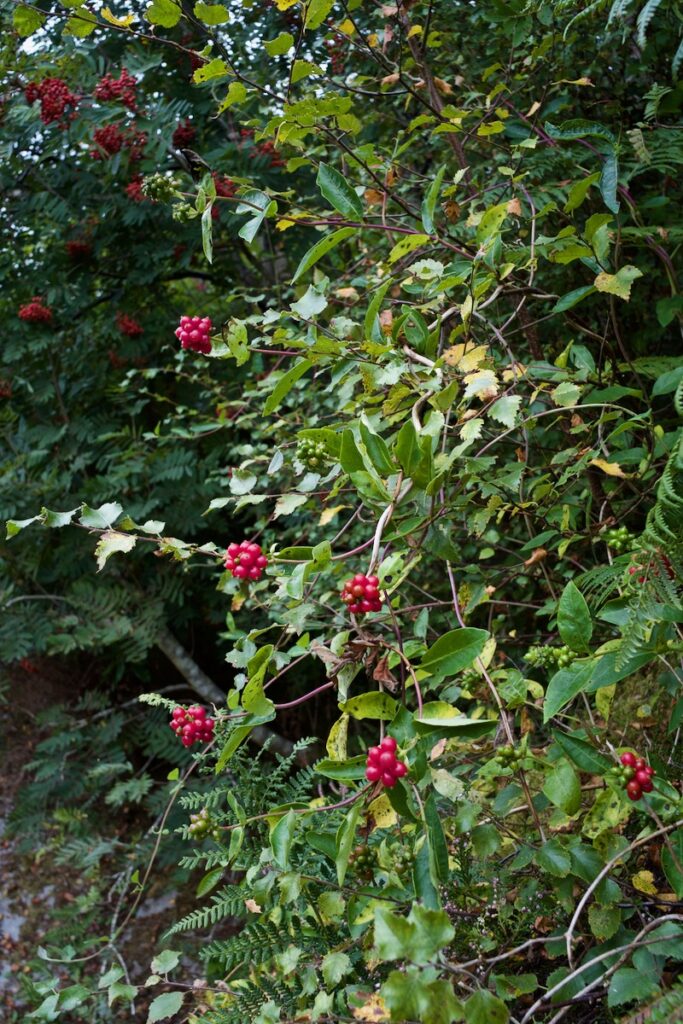 honeysuckle berry tree