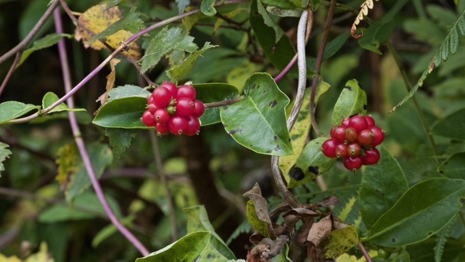 honeysuckle tree berries