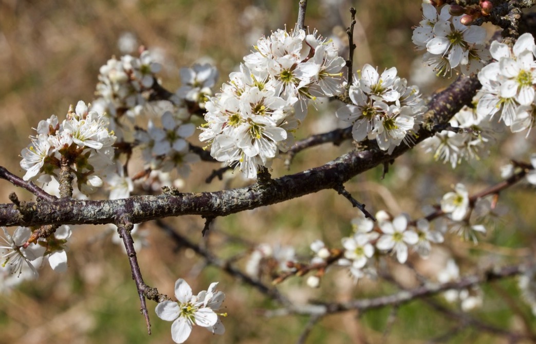 Blackthorn Wood